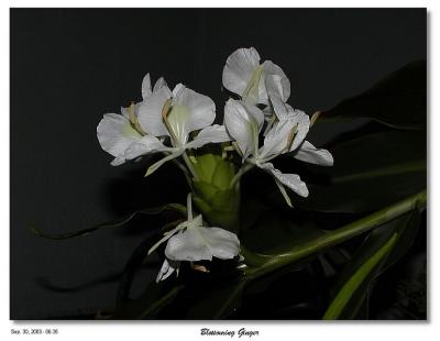 Blossoming Ginger