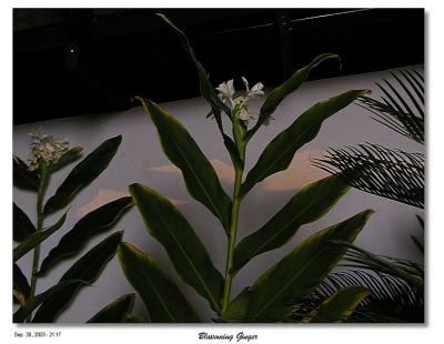 Blossoming Ginger