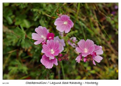 u14/bryan_murahashi/medium/41668777.040305_DSC_3041_CheckerMallow.jpg