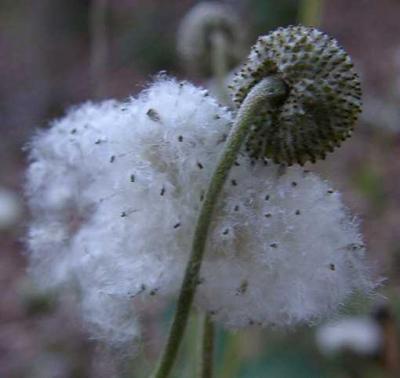 Anemone seed