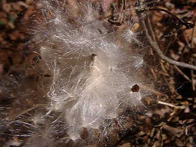 Asclepias tuberosa (Milkweed) seed - nature's fireworks