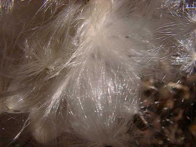Asclepias tuberosa (Milkweed)