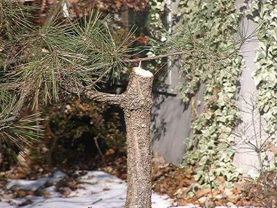 Pinus thunbergiana 'Aocha Matsu'