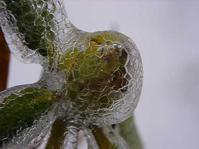 Rhododendron flower bud