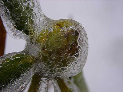 Rhododendron flower bud