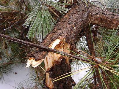 Pinus thunbergiana 'Aocha Matsu'