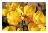 Yellow Poppies