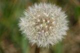 Taraxacum officinale