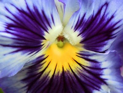 pansy macro