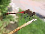 Dragonfly balancing act