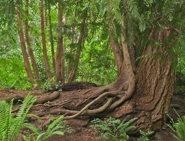  B.C. Roots