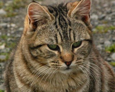 RustTabby_1252_edit.jpg