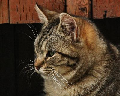 RustTabby_1256_edit.jpg