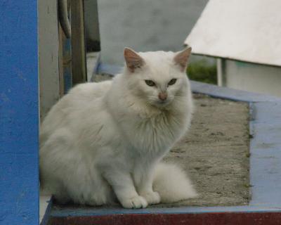 white_1312_edit.jpg