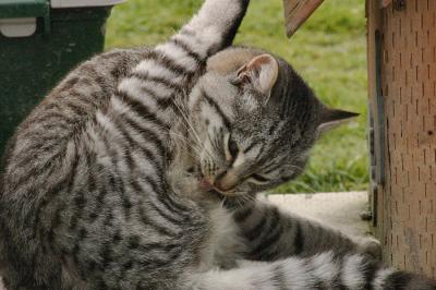 SilverTabby_1254_edit.jpg