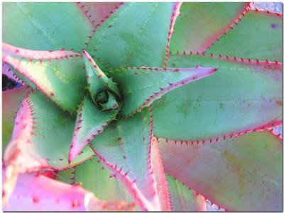 Aloe Plant