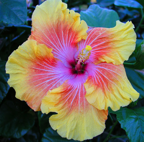 Colors of Spring