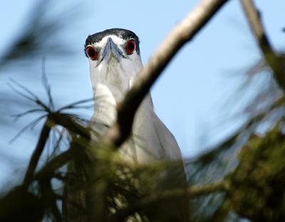 Black crowned Night Heron.jpg