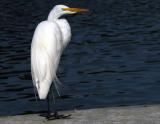 Egret