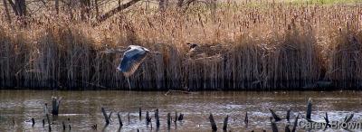 Belmar Birds