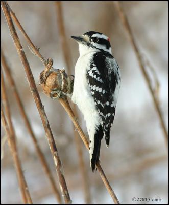 Downy Woodpecker male 1130.jpg