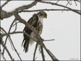 Red-tailed Hawk 1006.jpg