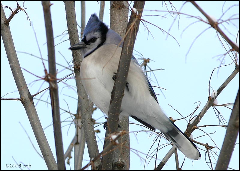 Blue Jay 1070.jpg