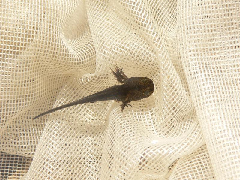 Marbled Salamander Larva - <i>Ambystoma opacum</i>