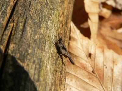 Pygmy Grasshopper - Tetrix sp.