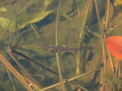 Red-spotted Newt - Notophthalmus viridescens