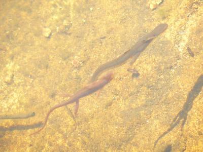 Red-spotted Newts - Notophthalmus viridescens