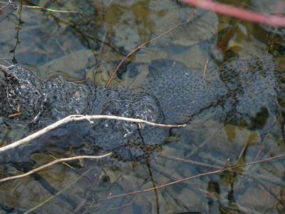 Wood Frog Eggs - Lithobates sylvaticus