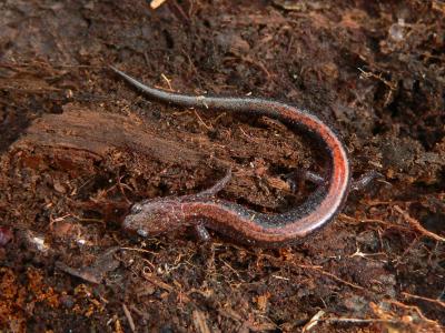 Red-backed Salamander - Plethodon cinereus