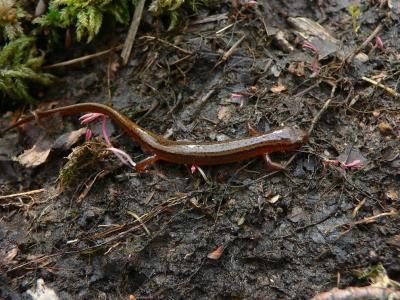 Northern Two-lined Salamander - Eurycea bislineata