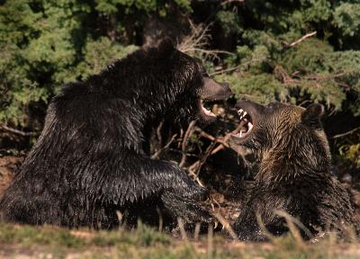 Grizzly Bear Fight 2