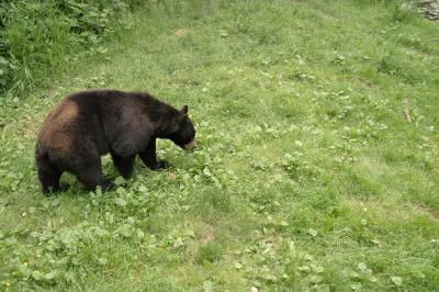 Black Bear 2