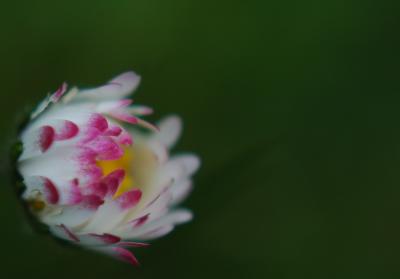 Little Clover Flower 19