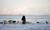 Orcas Rolling Around