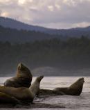 Sea Lions 34