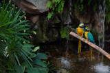 Blue & Gold Macaws flirting
