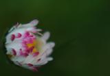 Little Clover Flower 19