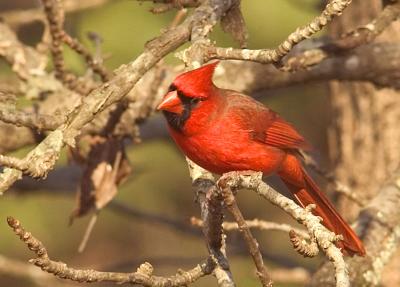 birds