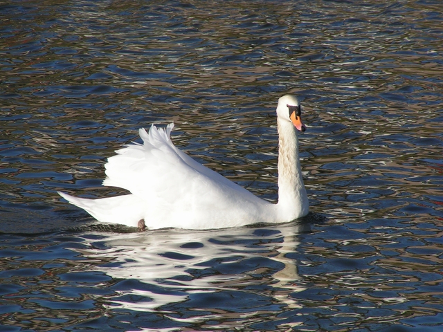 Female Mute Swan