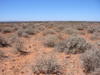 silvery spinifex