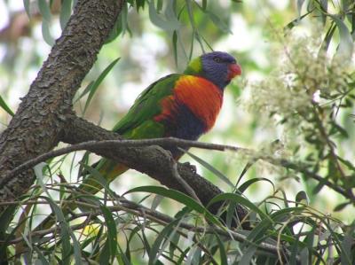 Rainbow Lorikeet on branch no flash