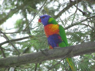 Rainbow Lorikeet on branch with flash