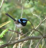 Superb Fairy Wren Close up
