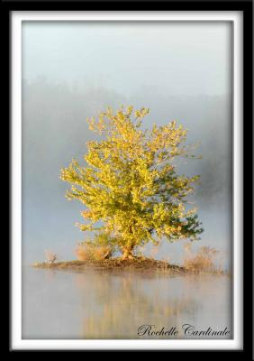 Golden Tree