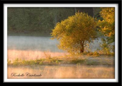 u14/chocolatte/medium/41761849.closeuptreeinmist.jpg