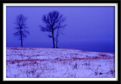 u14/chocolatte/medium/41761906.SnowTrees.jpg